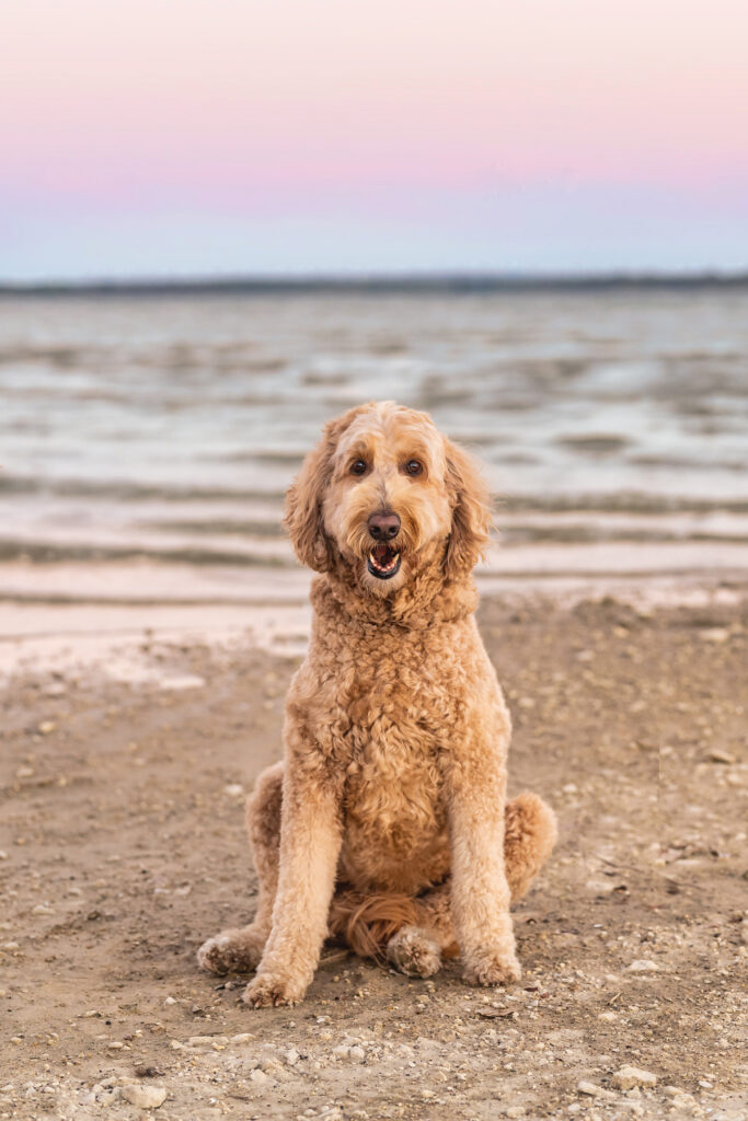 golden doodle on the beach posing for paige walker photography
