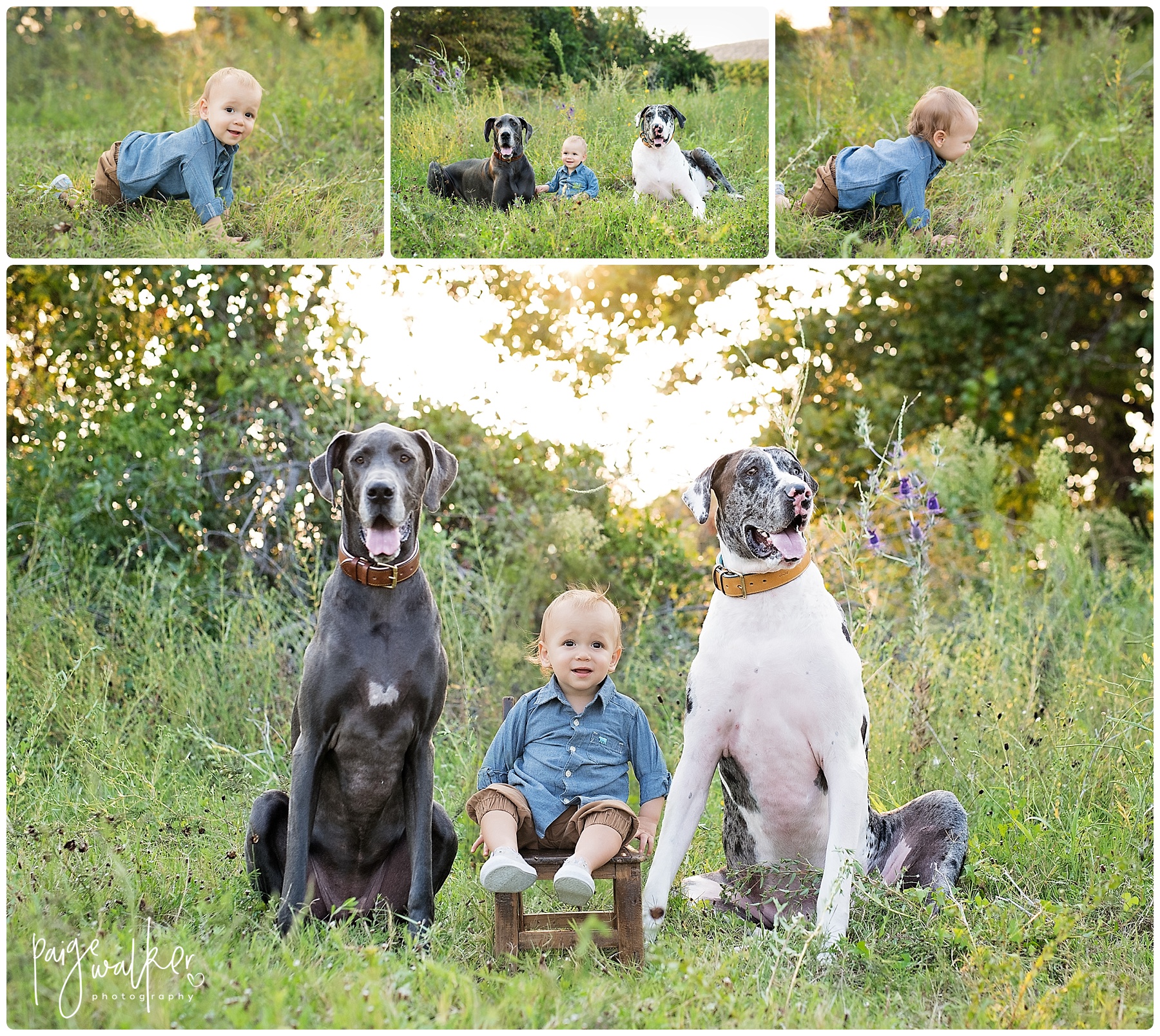 one year old and two Great Danes sitting together in a field