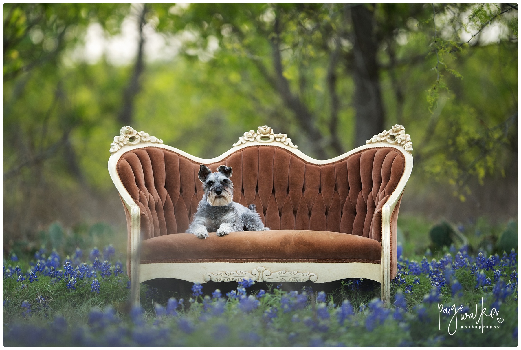 dog sitting on a couch in the bluebonnets
