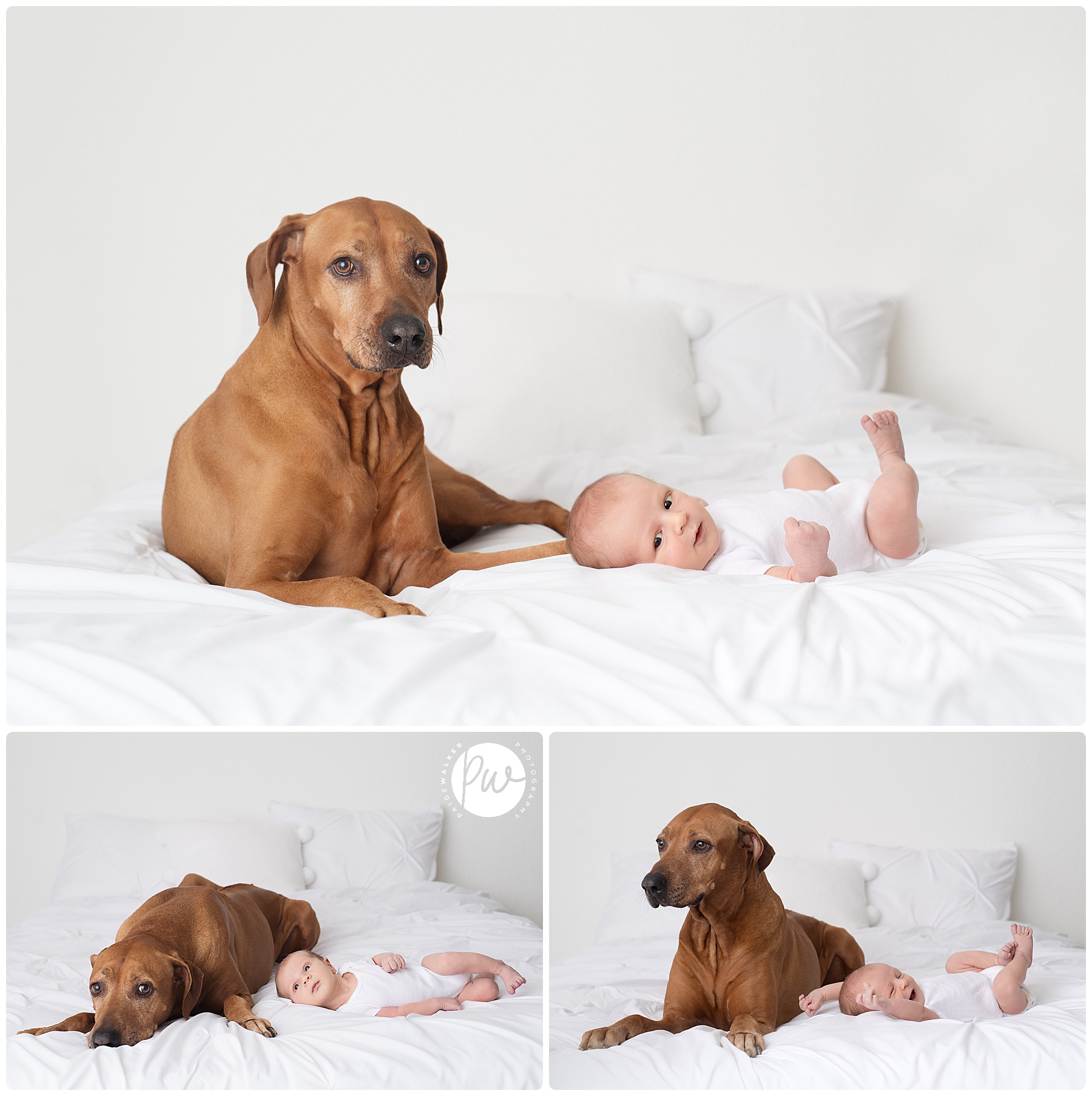 dog and baby laying on the bed