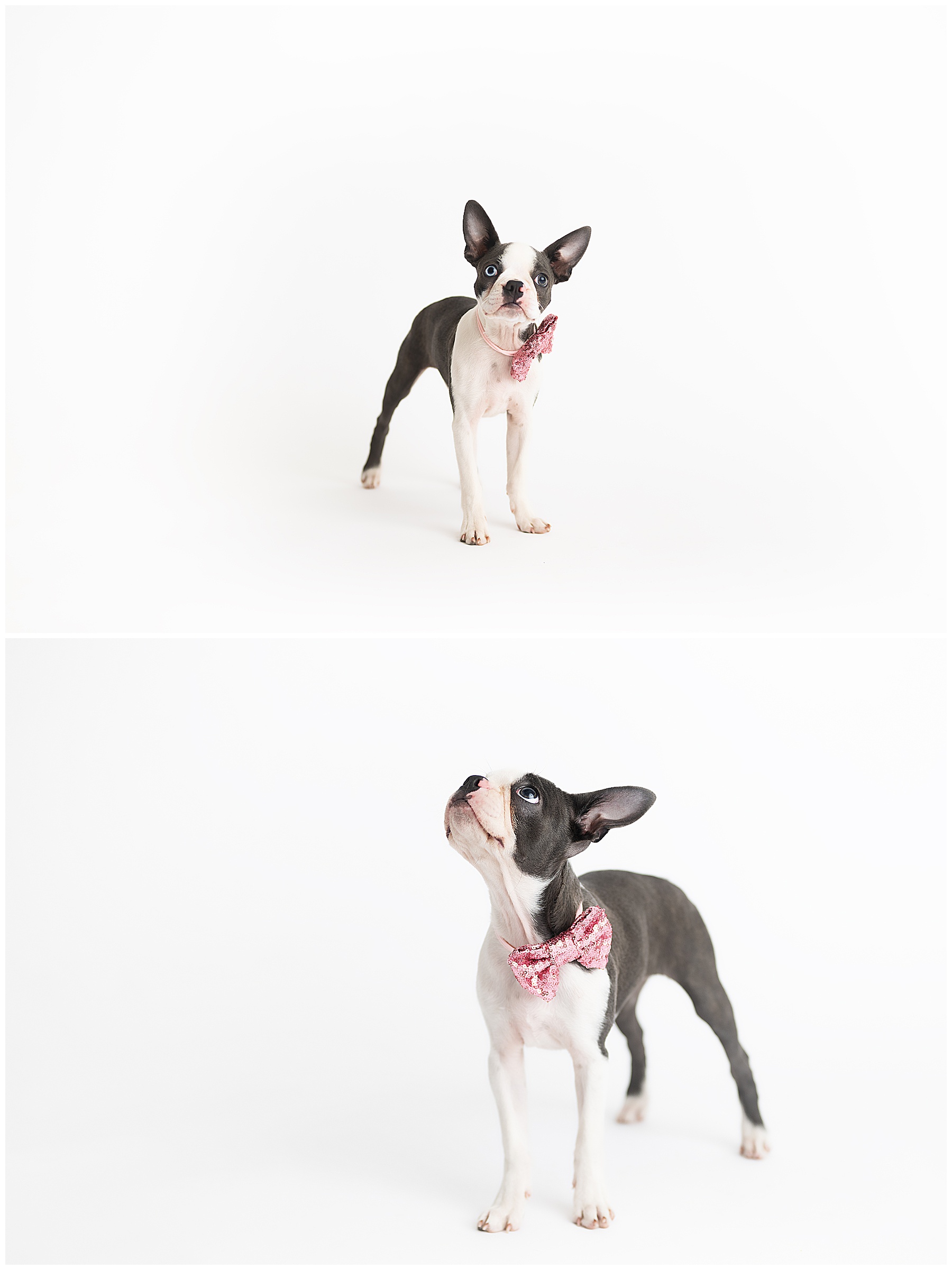 simple studio photos of this puppy